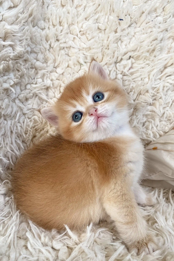 Golden British Shorthair kitten named Daniel with stunning blue eyes
