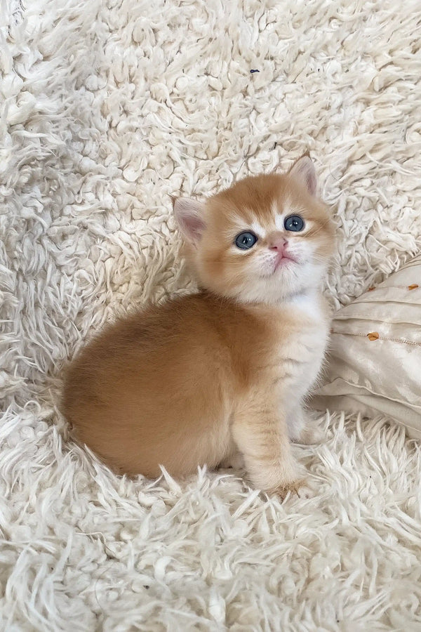 Cute Golden kitten with blue eyes from the Daniel British Shorthair Kitten collection