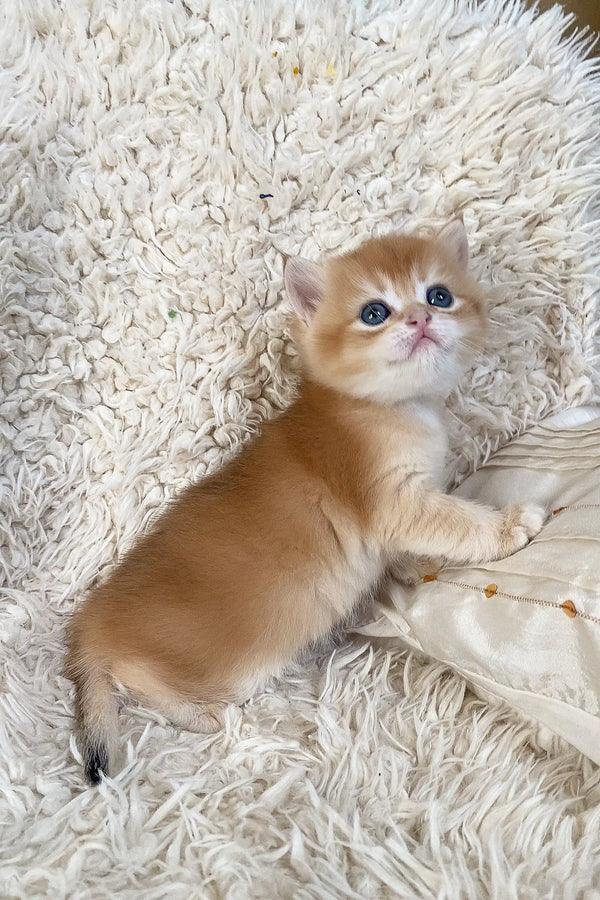 Golden British Shorthair kitten named Daniel with stunning blue eyes