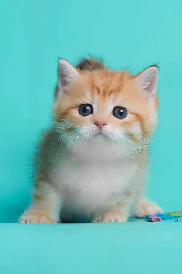 Daniella | british shorthair kitten