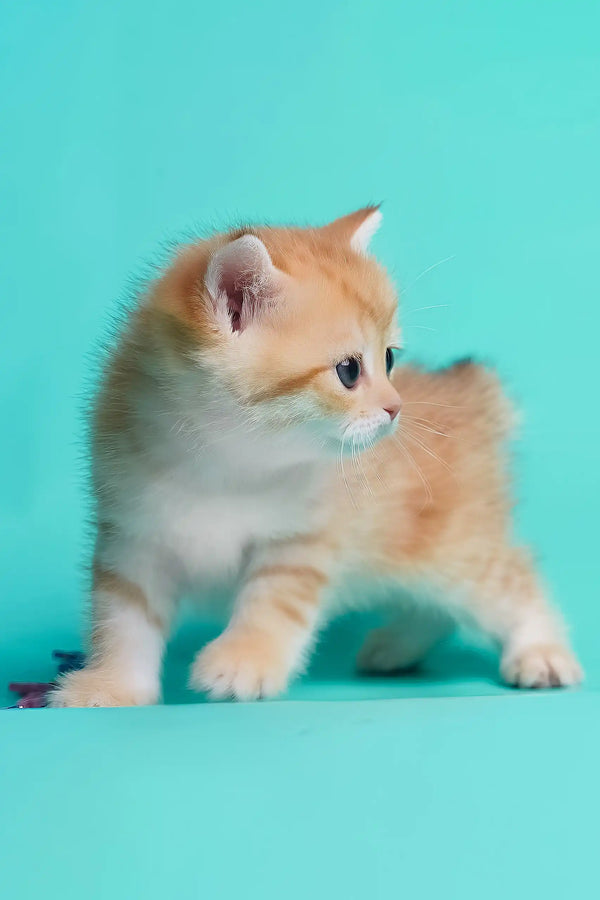 Daniella | british shorthair kitten