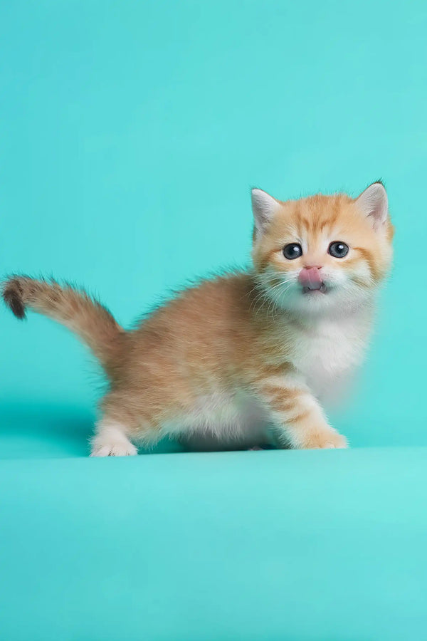 Daniella | british shorthair kitten