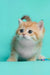 Daniella | british shorthair kitten
