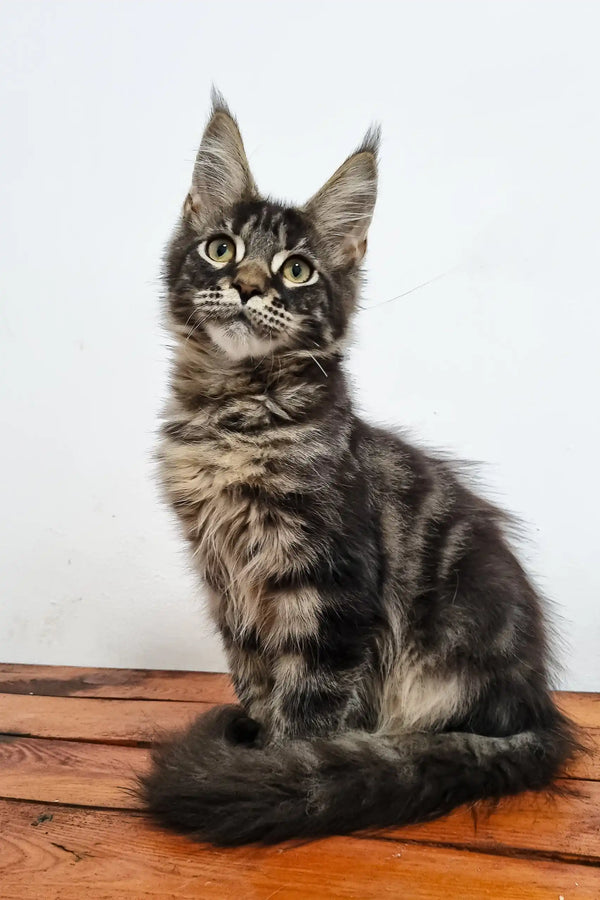 Cute Maine Coon kitten with tabby markings in Danilo product display
