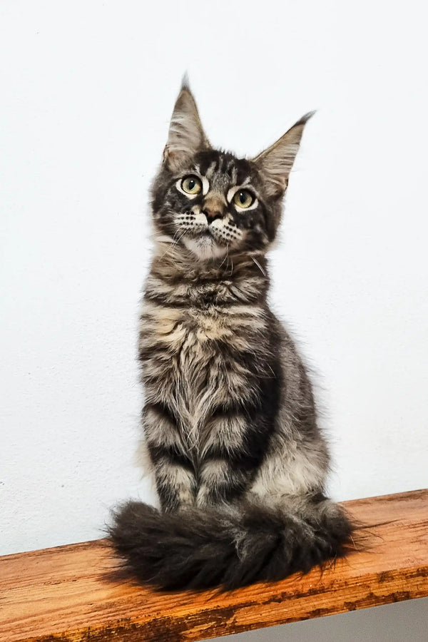 Gray tabby Maine Coon kitten named Danilo ready for cuddles and playtime