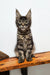 Adorable Gray Tabby Maine Coon Kitten named Danilo, perfect for cat lovers