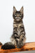 Gray tabby Maine Coon kitten from Danilo collection, playful and adorable