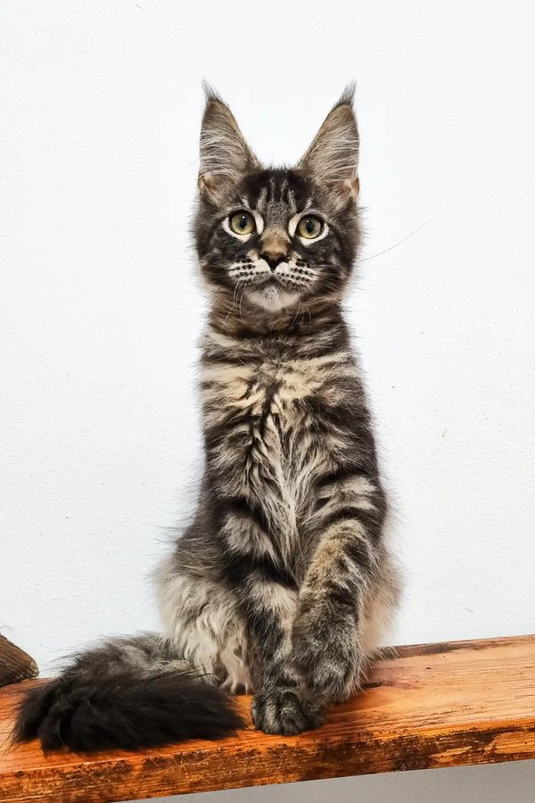 Gray tabby Maine Coon kitten from Danilo collection, playful and adorable