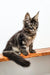 Gray tabby Maine Coon kitten named Danilo, playful and adorable