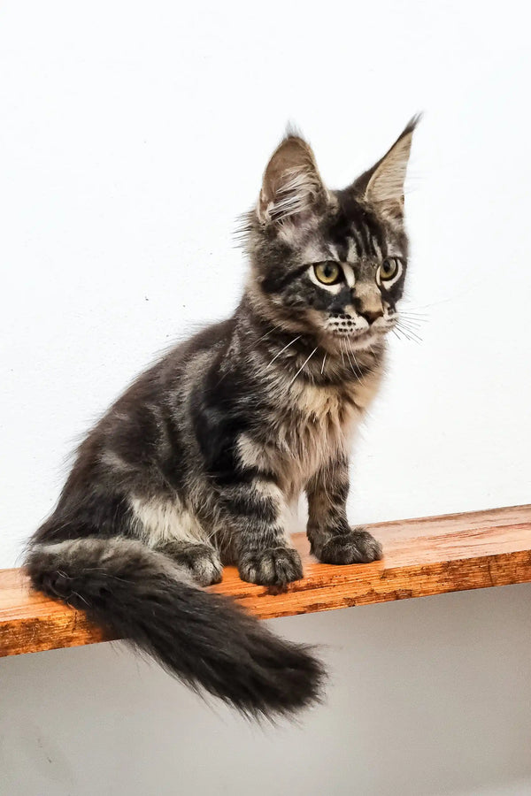 Gray tabby Maine Coon kitten named Danilo, playful and adorable