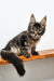 Adorable Gray Tabby Maine Coon Kitten from the Danilo Maine Coon Kitten collection