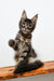 Playful tabby Maine Coon kitten from Danilo collection, perfect cuddle buddy!