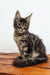 Cute Tabby Maine Coon kitten in the Danilo | Maine Coon Kitten product display