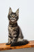 Cute Tabby Maine Coon kitten in Danilo product, perfect for cat lovers