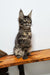 Cute Tabby Maine Coon kitten from the Danilo collection, perfect for cuddles