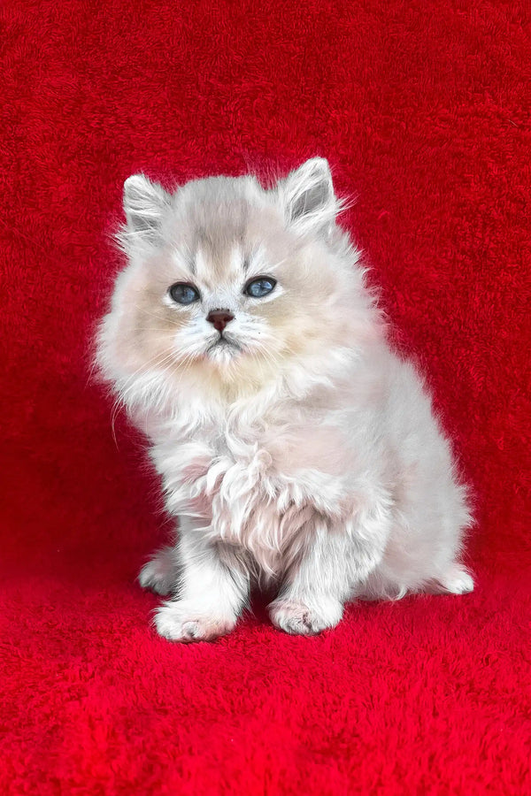 Danko | british longhair kitten