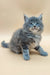 Fluffy gray Maine Coon kitten Danny with bright blue eyes lounging happily