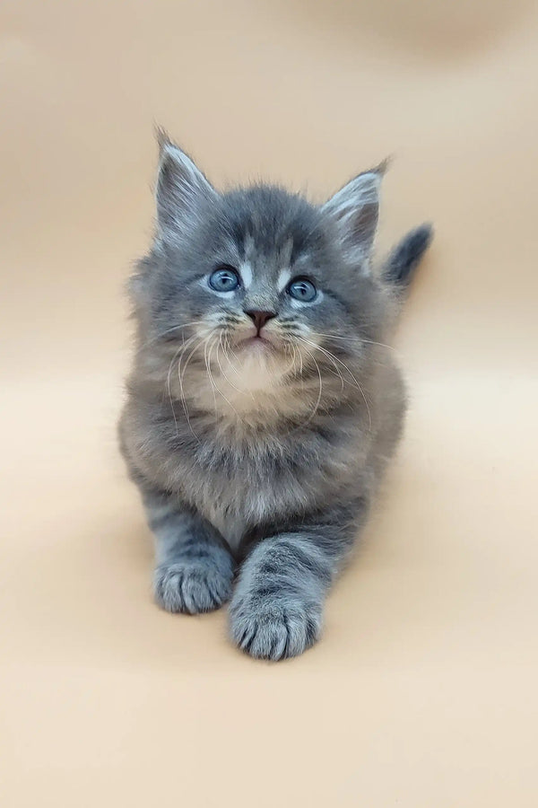 Fluffy gray Maine Coon kitten Danny with bright blue eyes lounging cutely