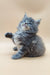 Fluffy grey Maine Coon kitten stretching playfully with one paw raised