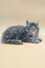 Gray fluffy Maine Coon kitten Danny with bright blue eyes lounging cutely