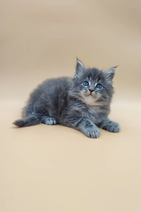 Gray and white fluffy Maine Coon kitten named Danny resting cutely