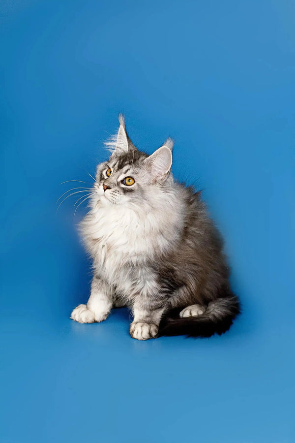 Fluffy gray and white Maine Coon kitten Dante sitting alert and curious