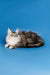 Long-haired silver tabby Maine Coon kitten with cute ear tufts, named Dante