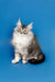 Fluffy gray and white Maine Coon kitten with ear tufts in Dante | Maine Coon Kitten