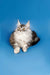 Fluffy gray and white Maine Coon kitten with pointed ears lounging cutely