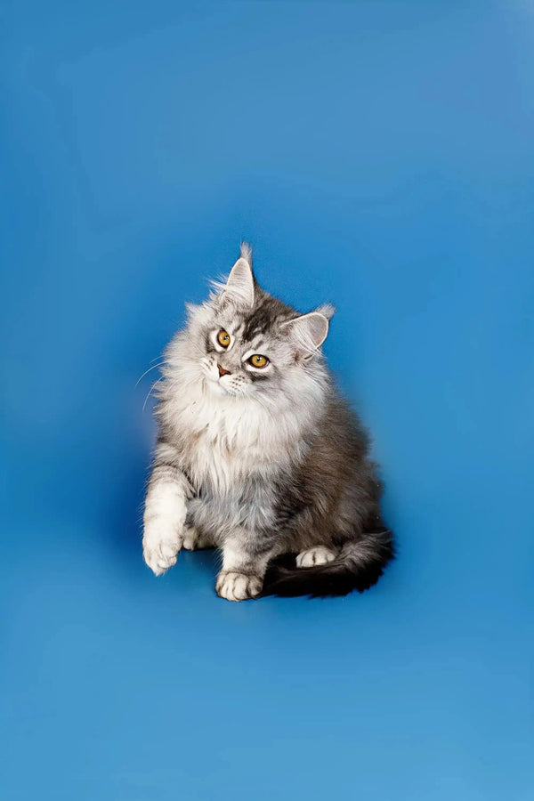 Fluffy gray and white Maine Coon kitten with alert eyes sitting upright