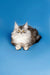 Long-haired gray and white Maine Coon kitten with alert eyes and cute ear tufts