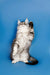 Fluffy gray and white Maine Coon kitten sitting upright with a raised paw