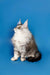 Fluffy Maine Coon kitten sitting upright against a blue backdrop