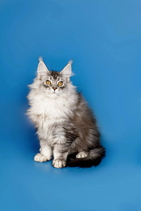 Fluffy gray and white Maine Coon kitten with pointed ears sitting upright