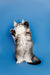 Maine Coon Kitten Dante standing on hind legs with paws raised against blue backdrop