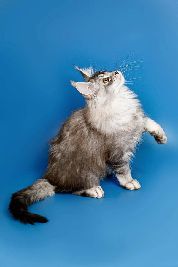Fluffy gray and white Maine Coon kitten Dante sitting with head tilted up
