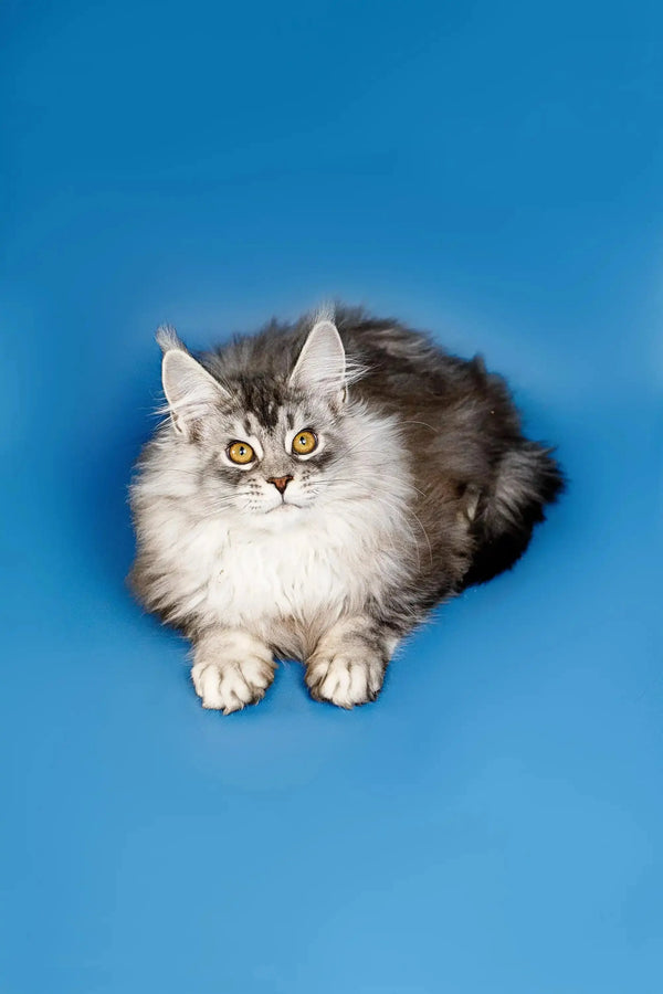 Fluffy gray and white Maine Coon kitten with bright yellow eyes named Dante