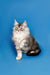 Fluffy gray and white Maine Coon kitten with pointed ears and an alert expression