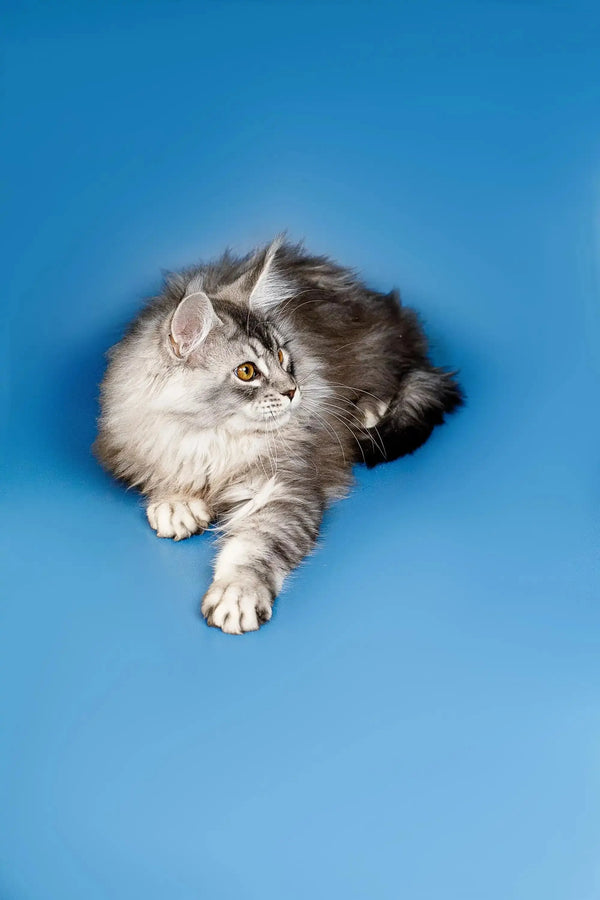 Fluffy gray and white Maine Coon kitten named Dante lounging cutely