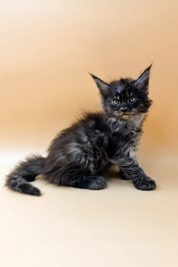 Fluffy black Polydactyl Maine Coon kitten Dantes with big eyes and tufted ears