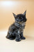 Fluffy gray Dantes Polydactyl Maine Coon kitten with bright eyes and ear tufts