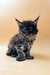 Fluffy gray and black Dantes Polydactyl Maine Coon kitten with cute pointed ears