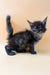 Fluffy gray Dantes Polydactyl Maine Coon kitten with bright eyes and a bushy tail