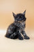 Fluffy gray Maine Coon kitten sitting upright for Dantes Polydactyl Maine collection