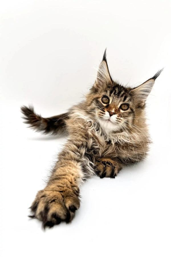 Fluffy Maine Coon kitten Daphna with ear tufts resting cutely on its stomach