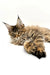 Long-haired tabby Maine Coon kitten lounging with paw extended, adorable and relaxed