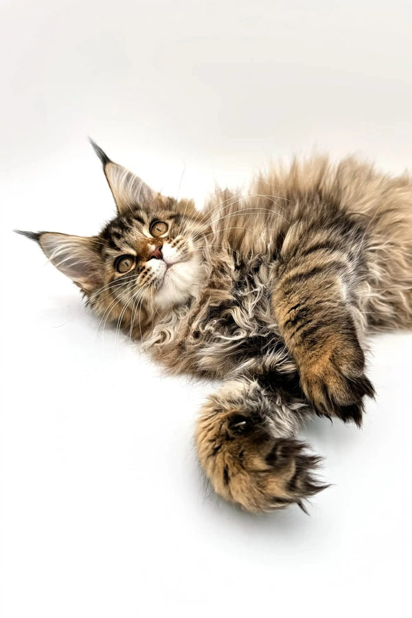 Fluffy Maine Coon kitten Daphna with striking amber eyes and long fur