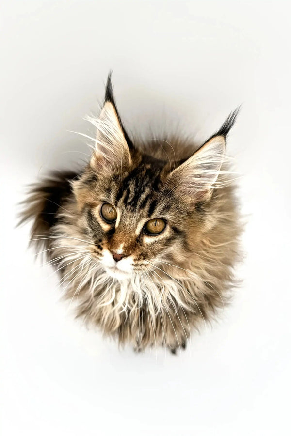 Maine Coon kitten Daphna with stunning amber eyes and fluffy ear tufts
