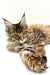 Long-haired Maine Coon kitten with ear tufts lounging cutely with paws extended