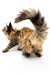 Fluffy Maine Coon kitten with arched back and upright tail, looking playful